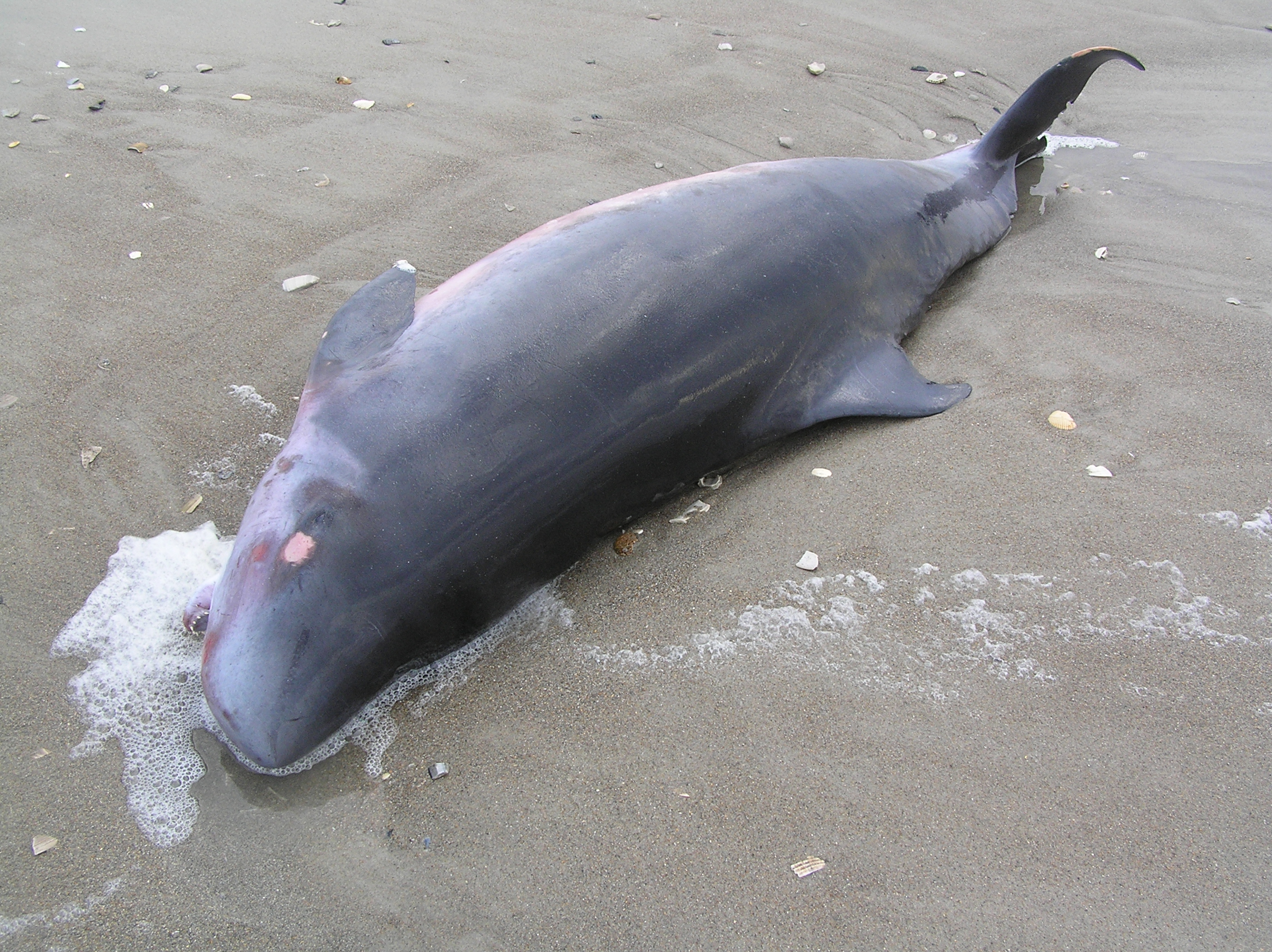 Pcitures of dwarf sperm whales