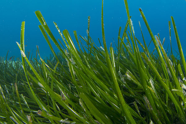 World Seagrass Day – What is it all about?