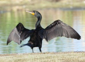 cormorant