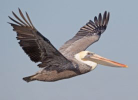 pelican