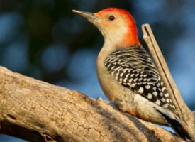 redwoodpecker