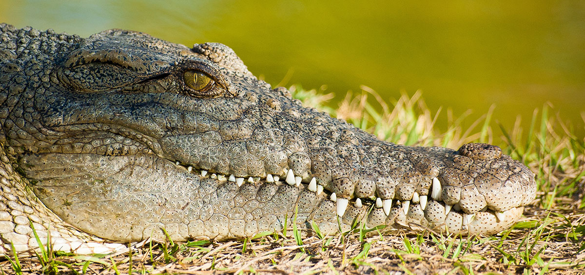 Croc attacks dog on Key Biscayne Golf Course Key Biscayne Citizen Croc attacks dog on Key Biscayne Golf Course Key Biscayne Citizen