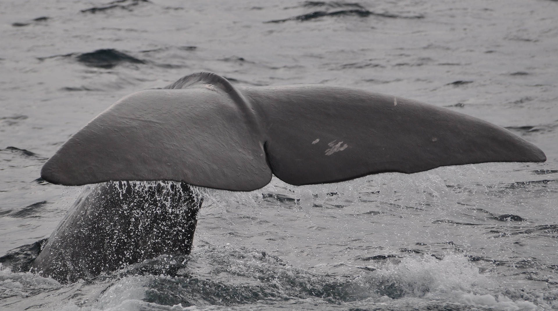 The biggest animals in the ocean are more likely to go extinct - Key Biscayne Citizen Scientist Project The biggest animals in the ocean are more likely to go extinct - Key Biscayne Citizen Scientist Project