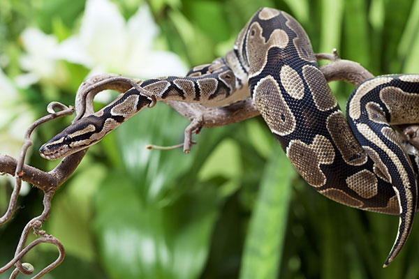invasive-species-lecture