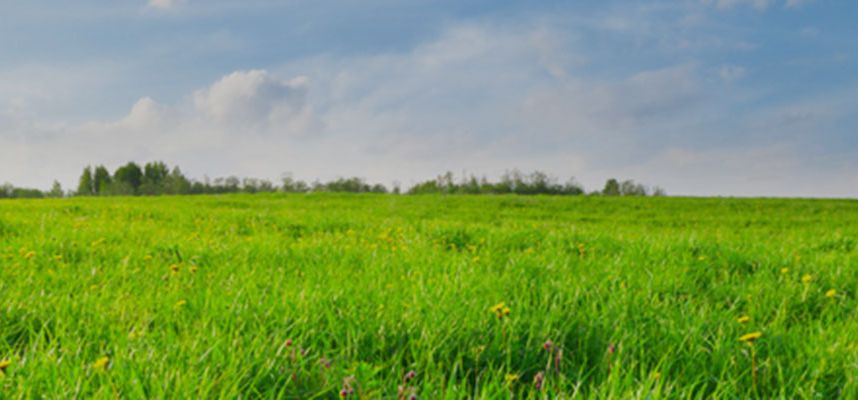 Key Biscayne’s Green Spaces