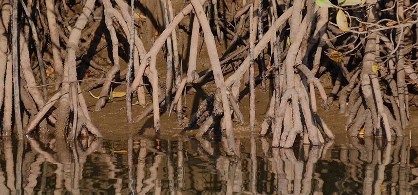 Key Biscayne’s Mangrove Hammocks