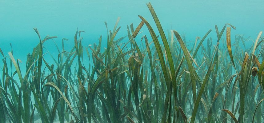 Key Biscayne’s Seagrasses