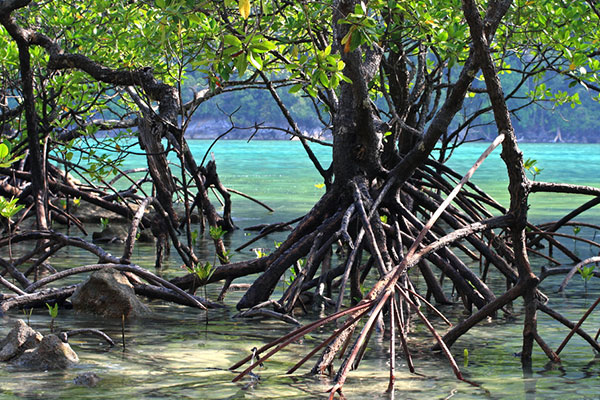 mangroves
