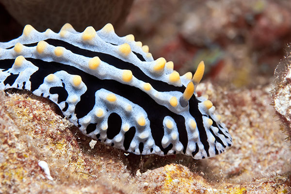 marine-invertebrate-lecture