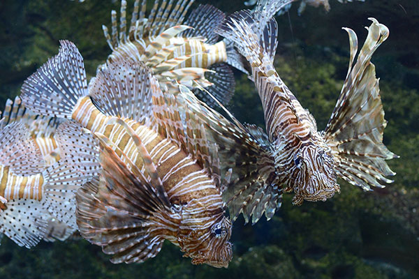 reef-fish-id-lecture