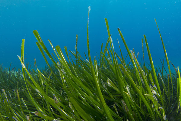 seagrass-lecture