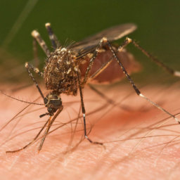 Le Bestiaire  Mosquito-256x256