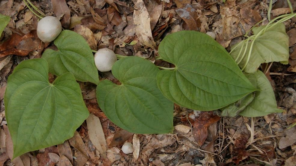 Florida Takes Aim at Invasive Plants Key Biscayne