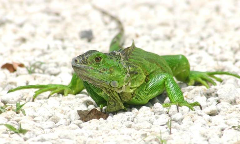 Have they got a job for you. As long as you can wrangle an iguana - Key  Biscayne Citizen Scientist Project