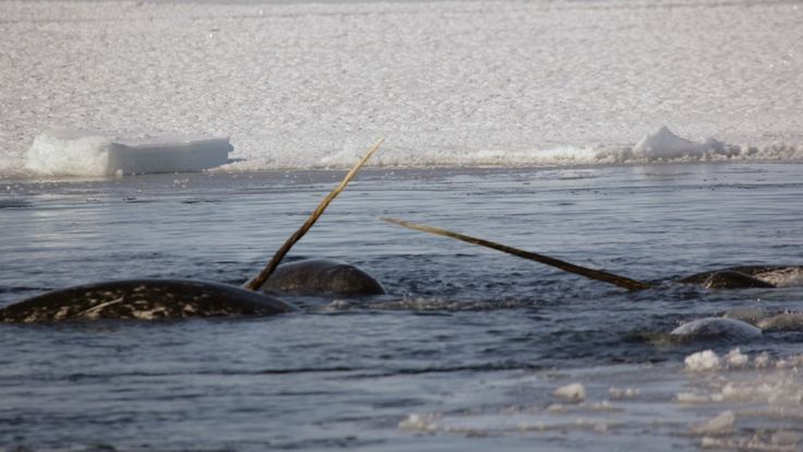 Narwhal escape: Whales freeze and flee when frightened - Key Biscayne  Citizen Scientist Project