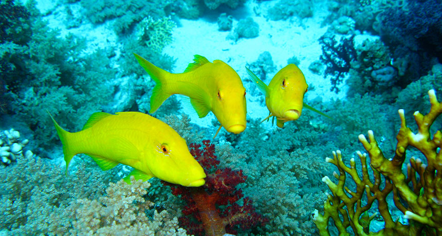 In a pack hunt, it's every goatfish for itself - Key Biscayne Citizen Scientist Project In a pack hunt, it's every goatfish for itself - Key Biscayne Citizen Scientist Project