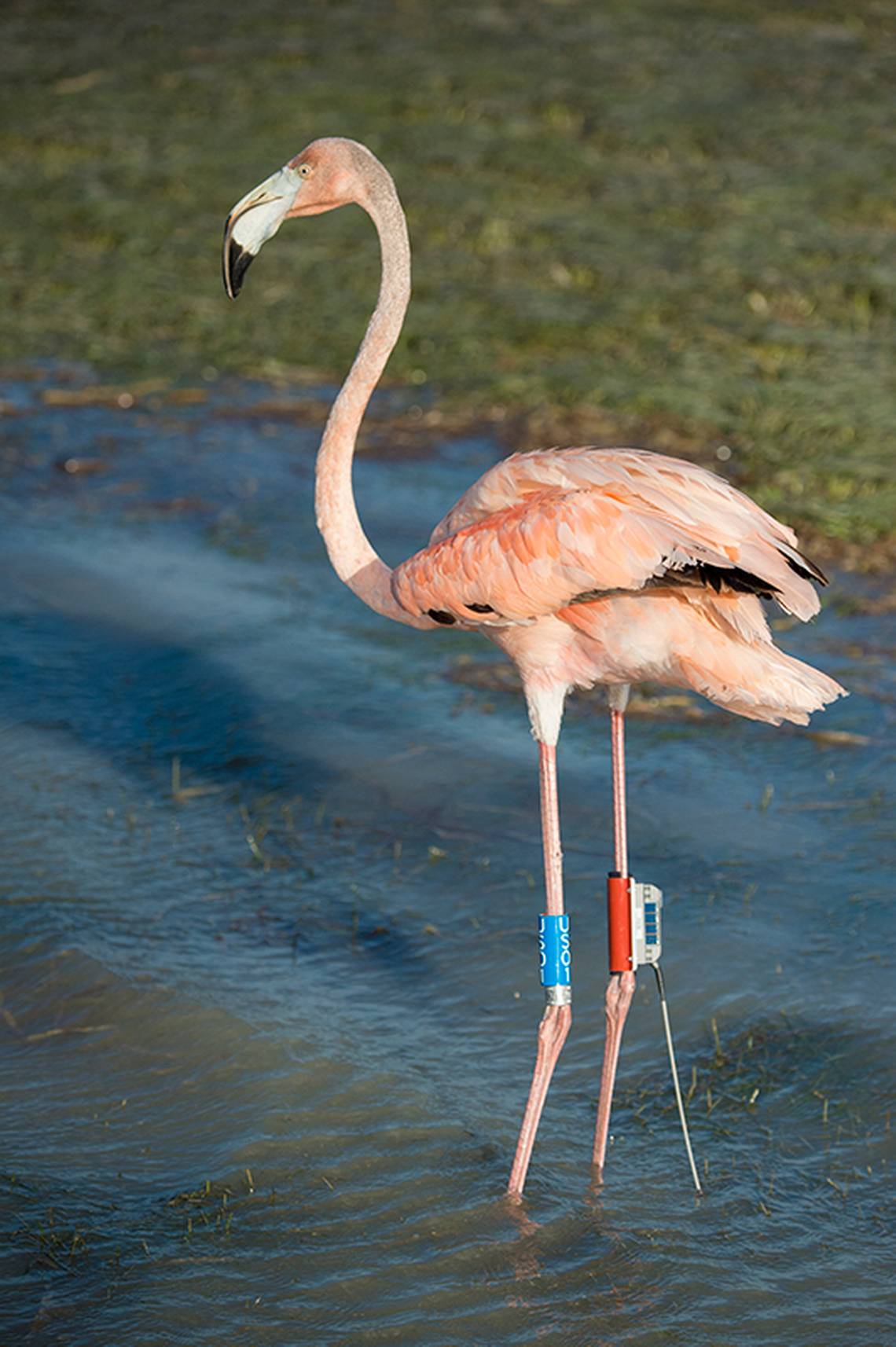 Pink Flamingo Orlando Florida Postcard New Water Bird Tropical Warm 