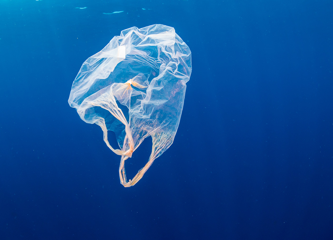 Plastics Found in the Mariana Trench - Key Biscayne Citizen Scientist Project Plastics Found in the Mariana Trench - Key Biscayne Citizen Scientist Project