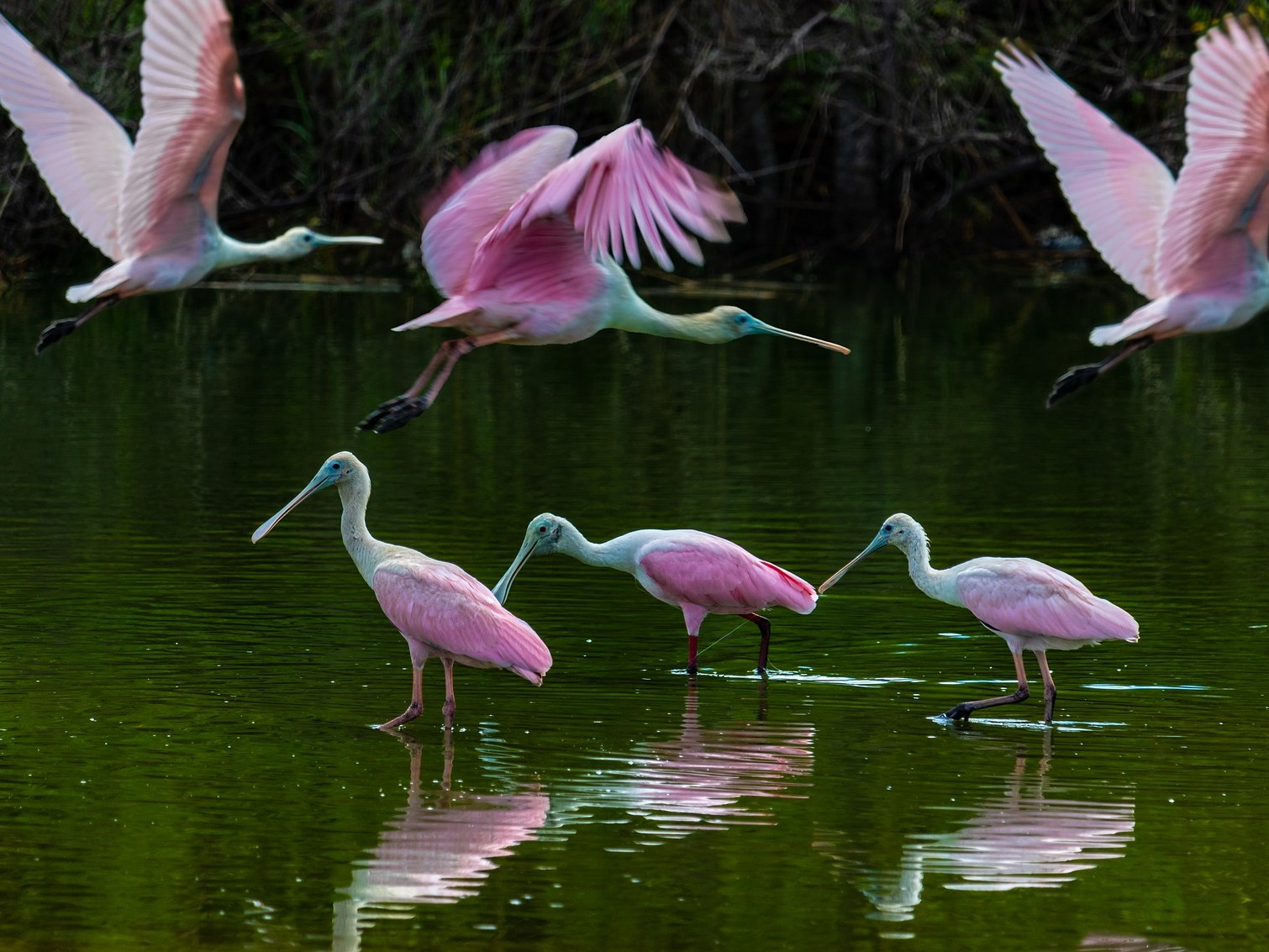 Wading Birds Returning to Historic Nesting Grounds in the Everglades - Key Biscayne Citizen Scientist Project Wading Birds Returning to Historic Nesting Grounds in the Everglades - Key Biscayne Citizen Scientist Project
