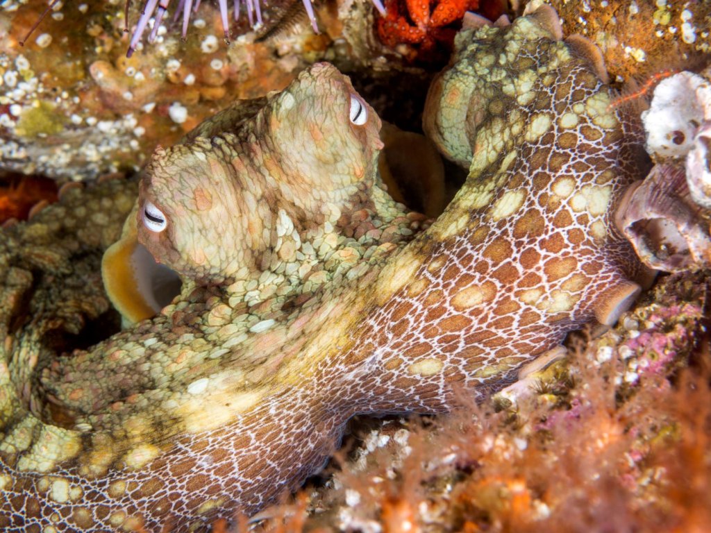 my teacher the octopus my teacher the octopus