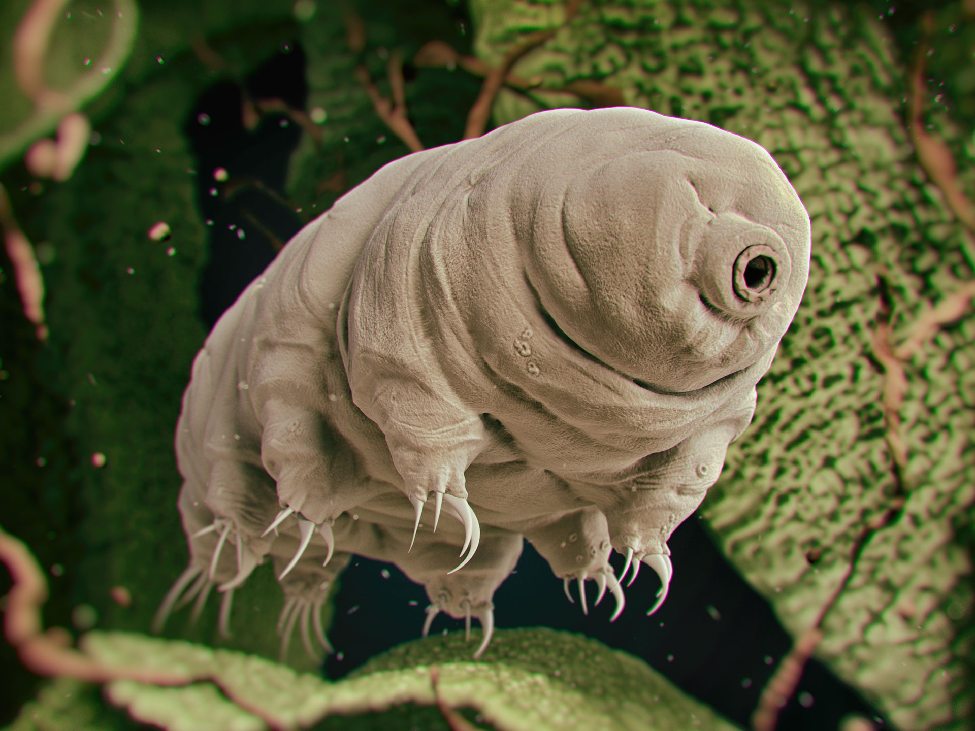 New Species of Water Bear Discovered in India - Key Biscayne Citizen  Scientist Project