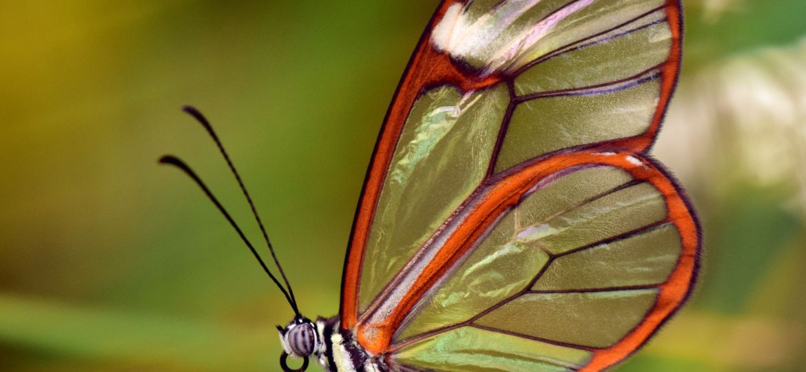 Glasswing Butterfly