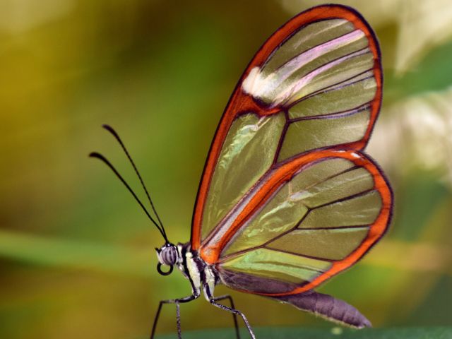 Glasswing Butterfly