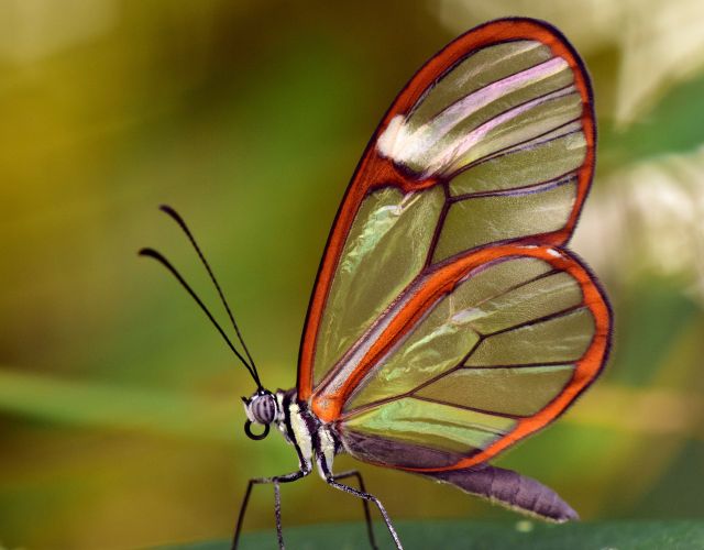 Glasswing Butterfly