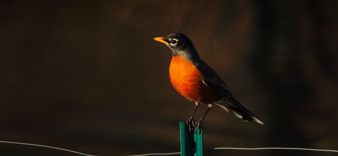 american-robin-2126986_1920