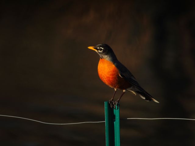 american-robin-2126986_1920