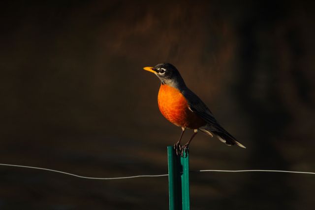 american-robin-2126986_1920